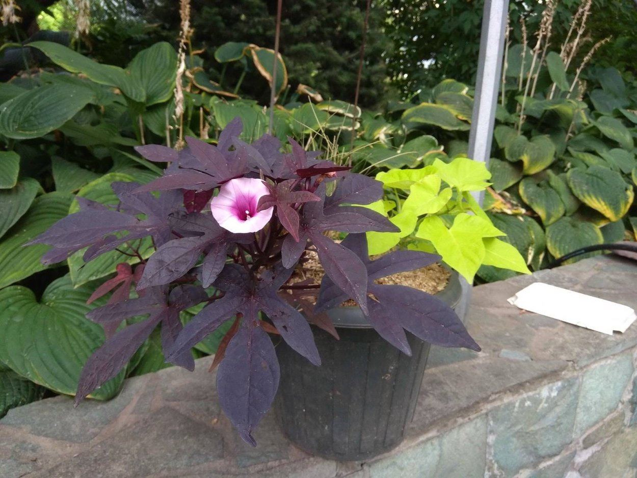 Ипомея батат клубни