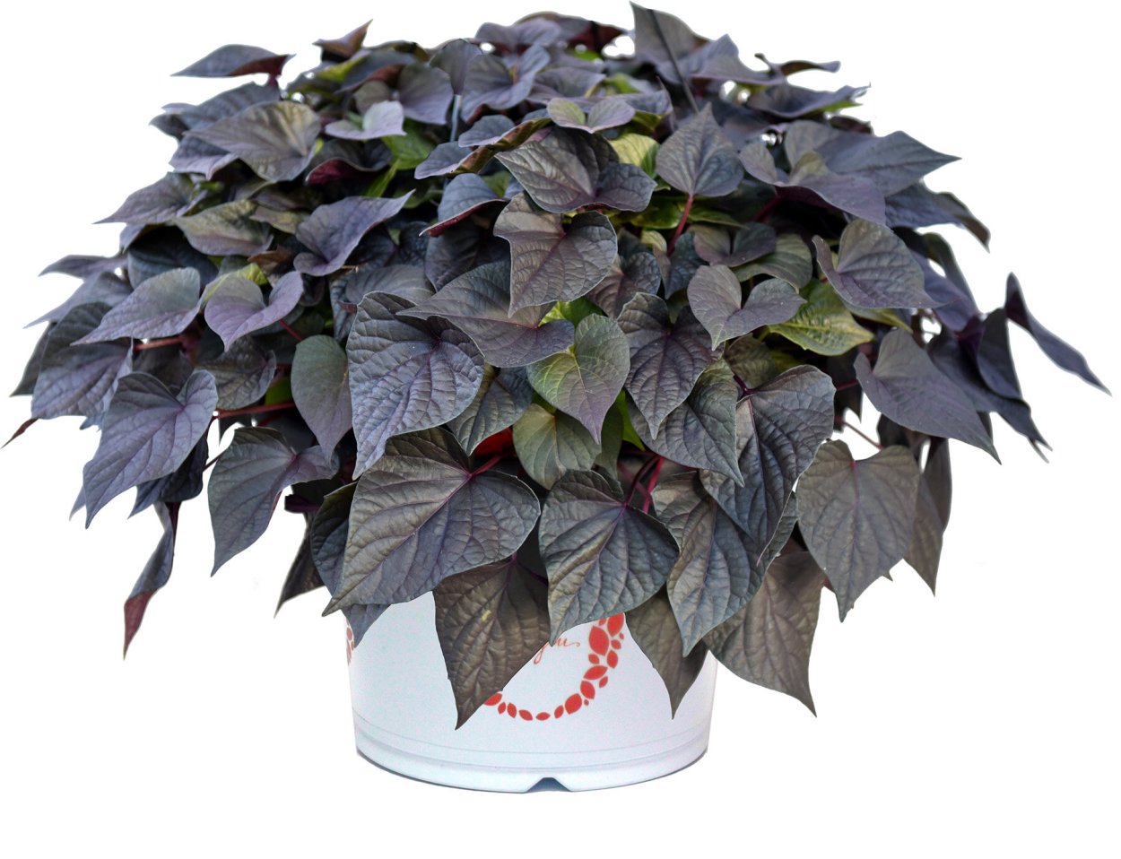 Ипомея FLORAMIA Cameo