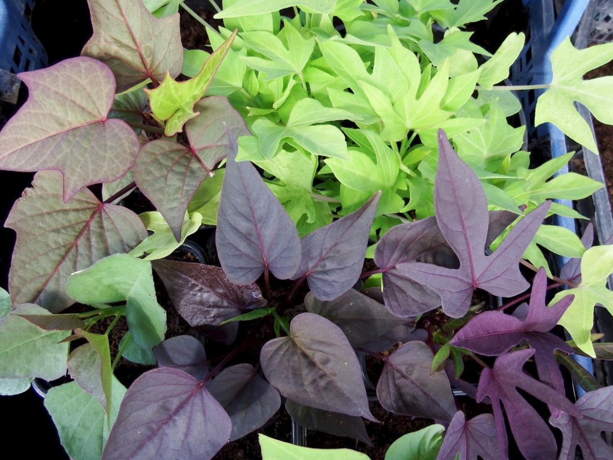 Ипомея батат Каролина пурпур