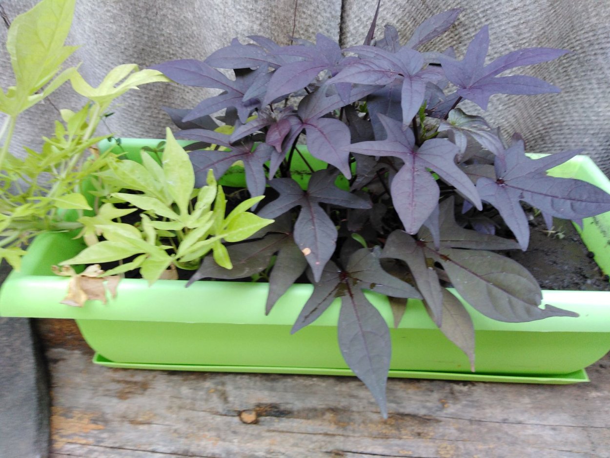 Ипомея батат Маргарита