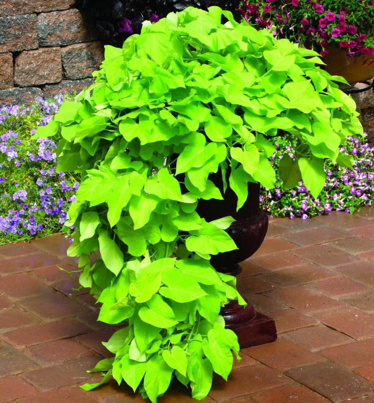 Ипомея батат ампельная