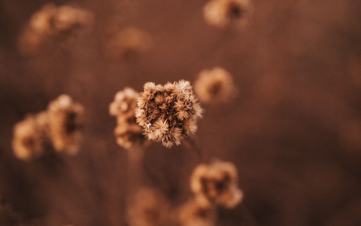 Коричневые растения