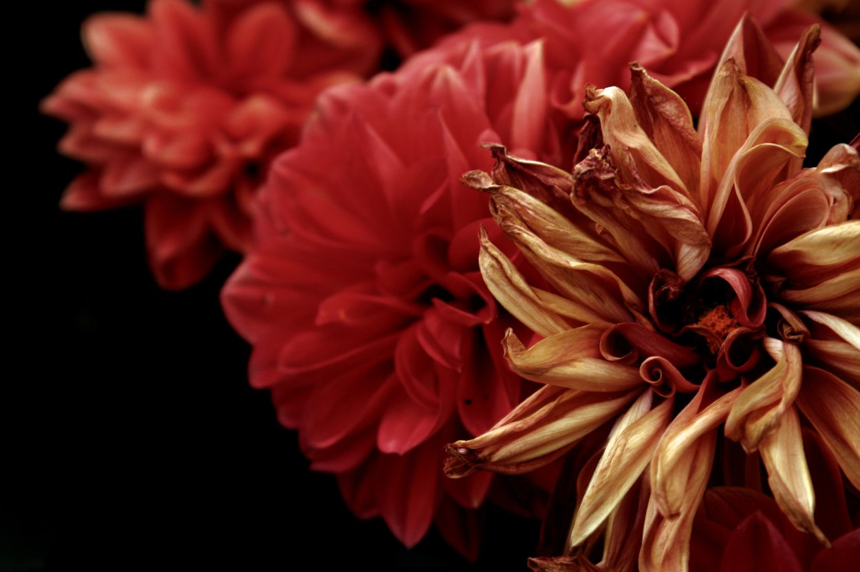 Красно-коричневые цветы