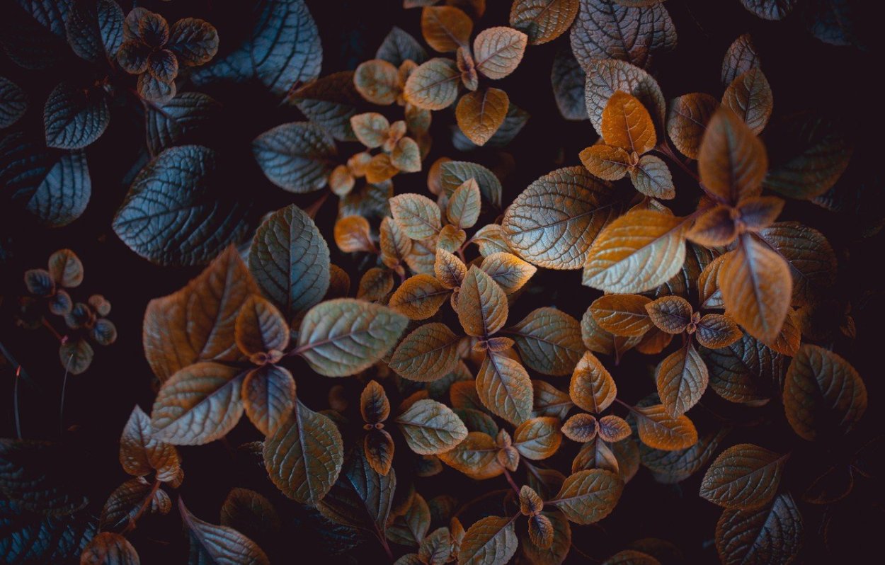 Золотые листья на черном фоне