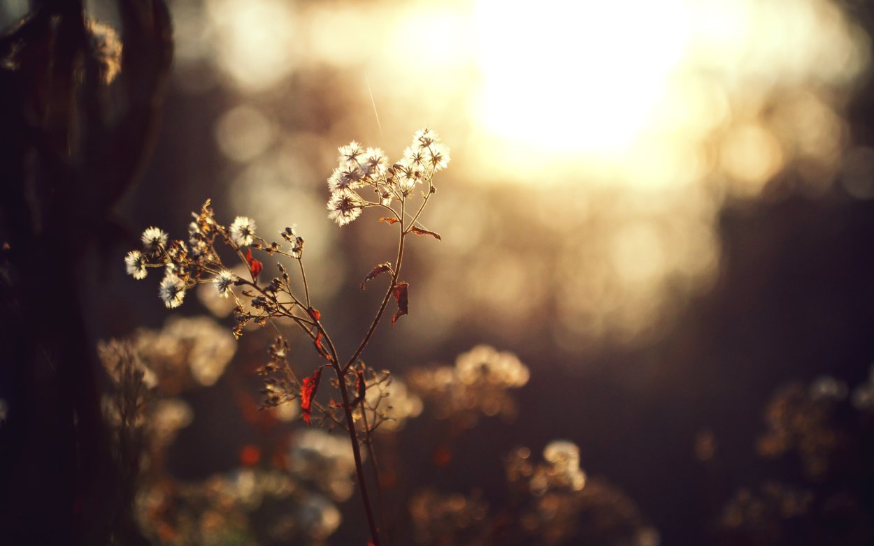 Цветы в коричневых тонах