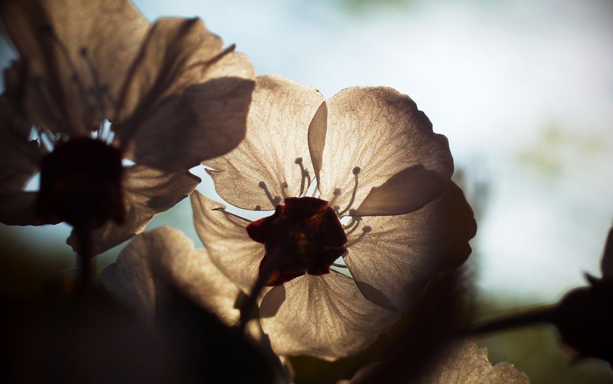 Коричневые цветы