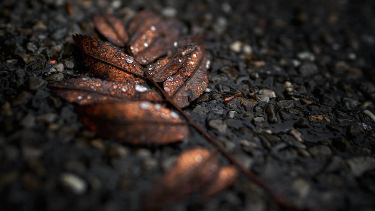 Красивый фон в коричневых тонах