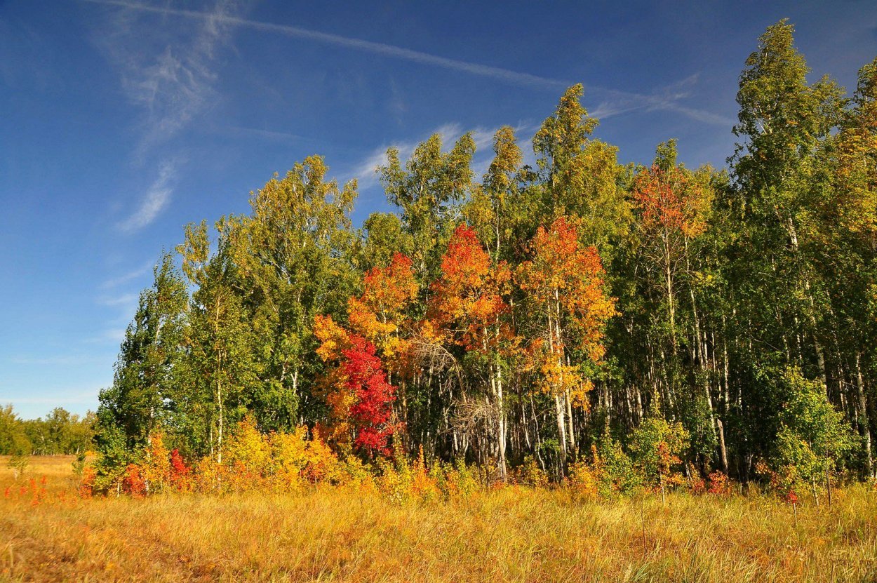 Сибирь осень Омск