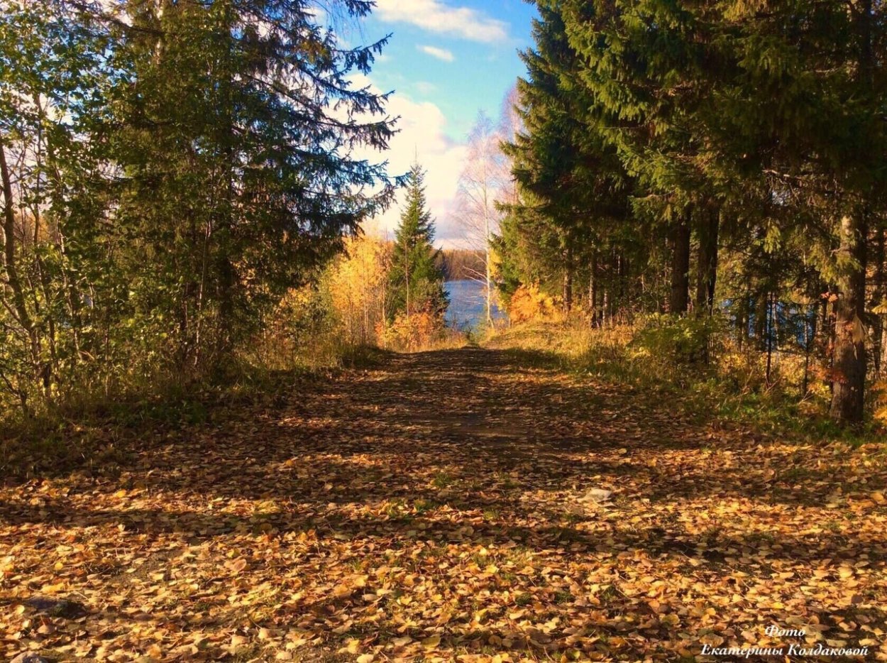 Золотая осень в Архангельской области