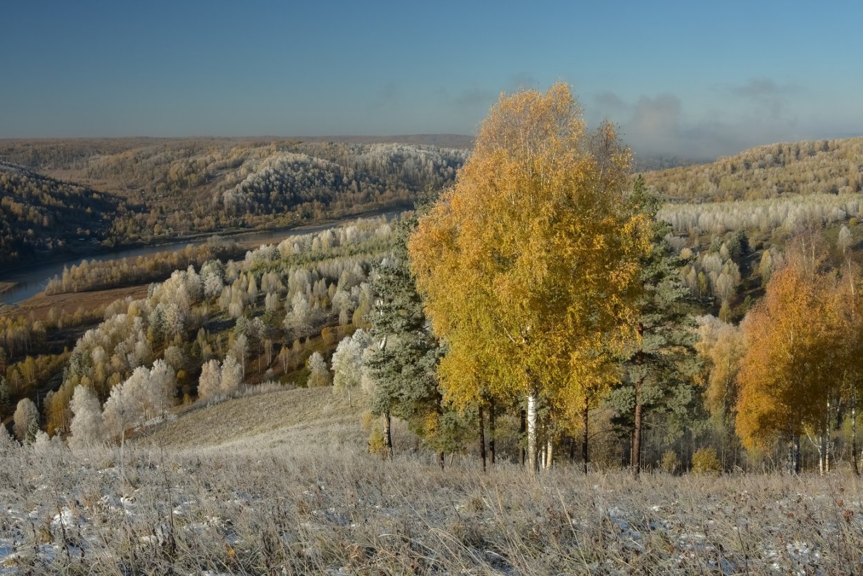Деревья Кузбасса