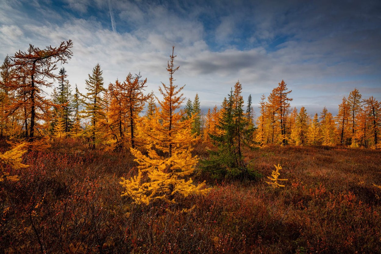 Осень сентябрь Ямал