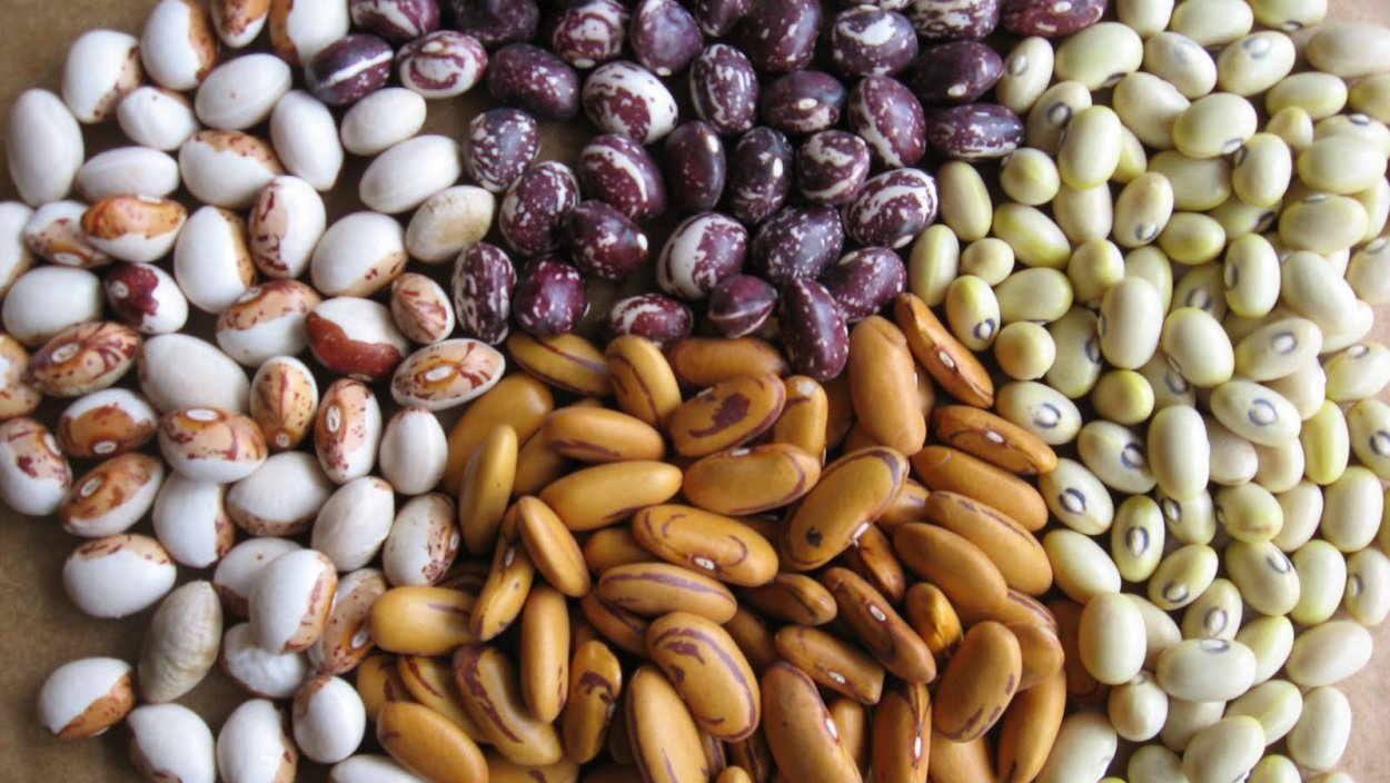 Сорта зерновой фасоли