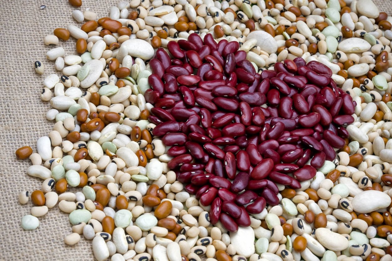 Фасоль сорт Индиана