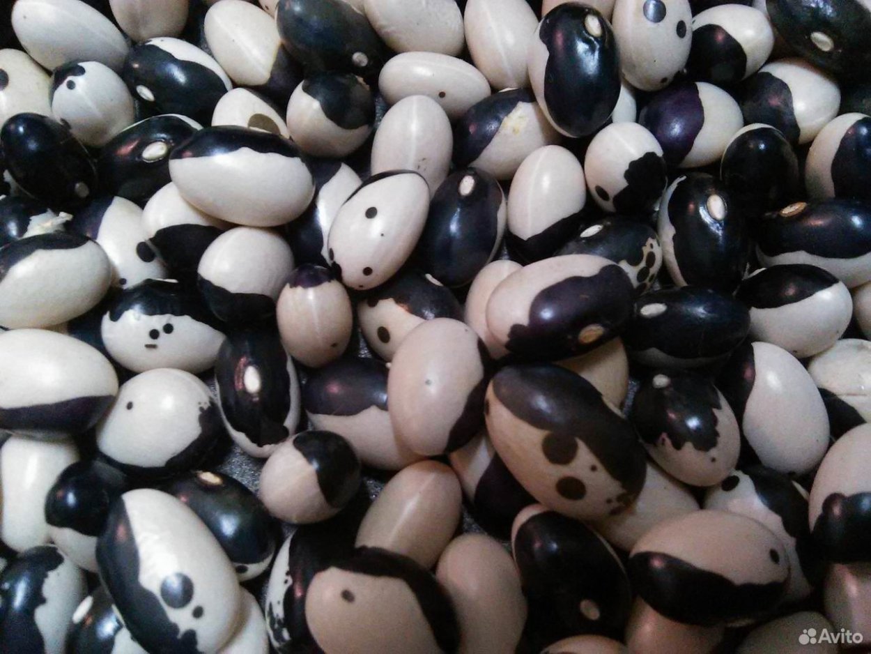 Семена фасоль Инь-Ян кустовая