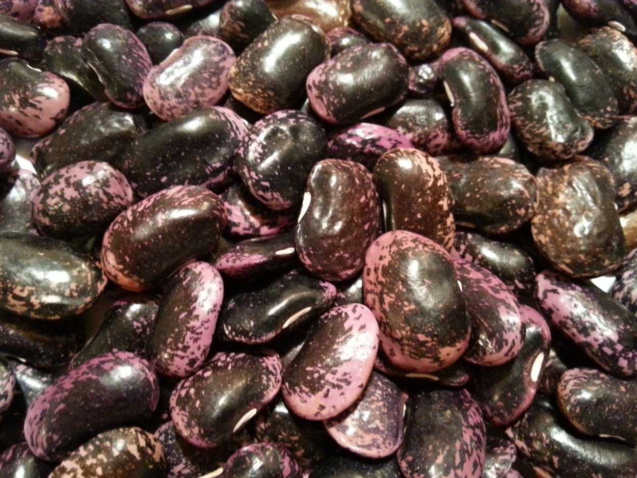 Фасоль Королевская сорт "скороспелка" (Узбекистан)