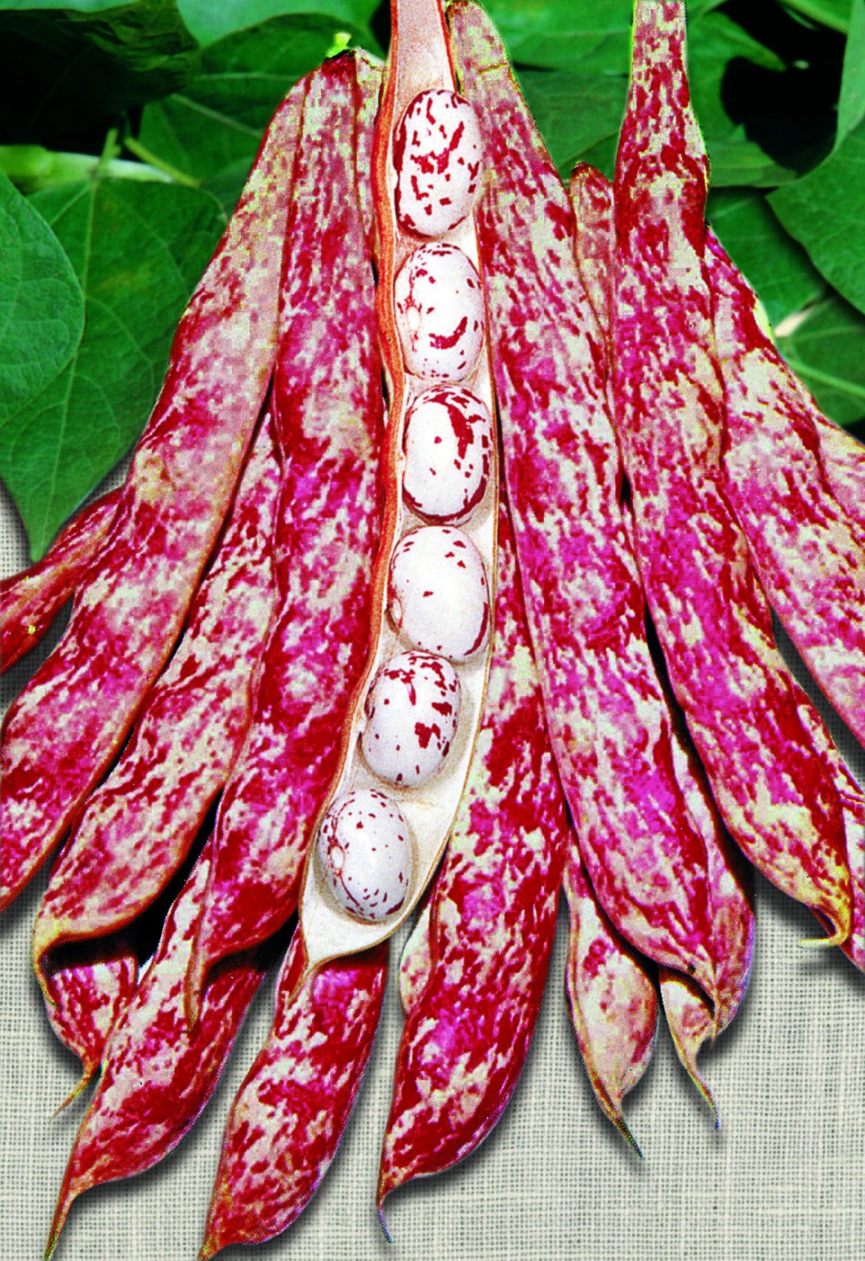 Фасоль Борлотто