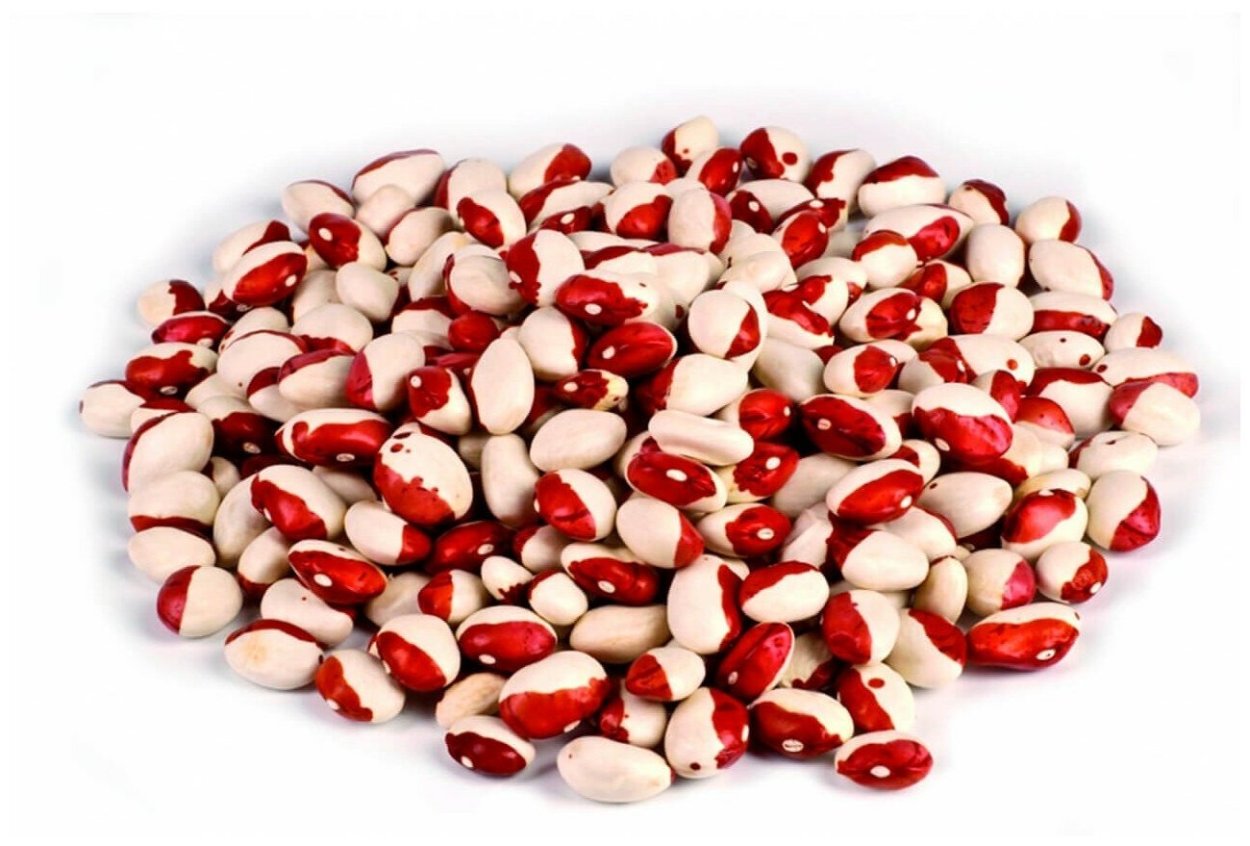 Сорт фасоли Калипсо