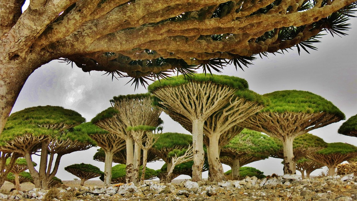 Сокотра обои