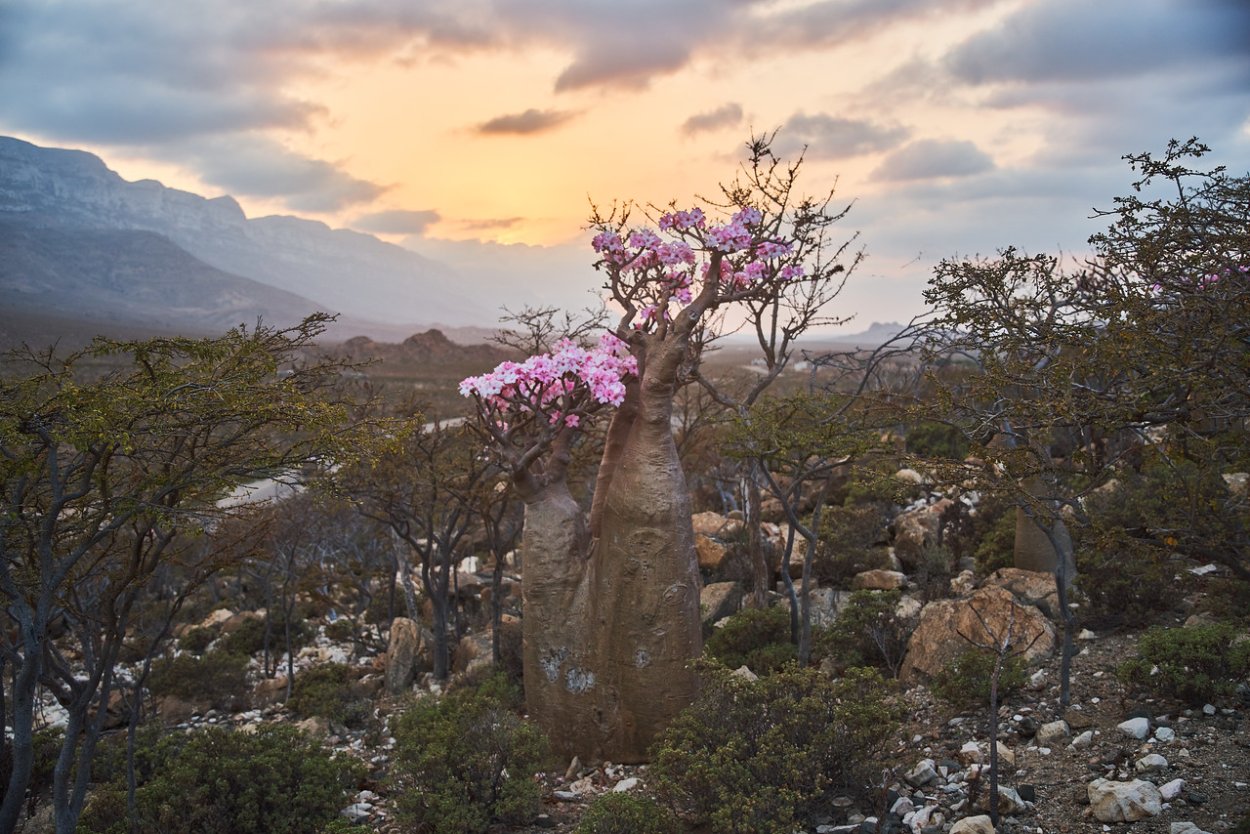 Калансия Сокотра