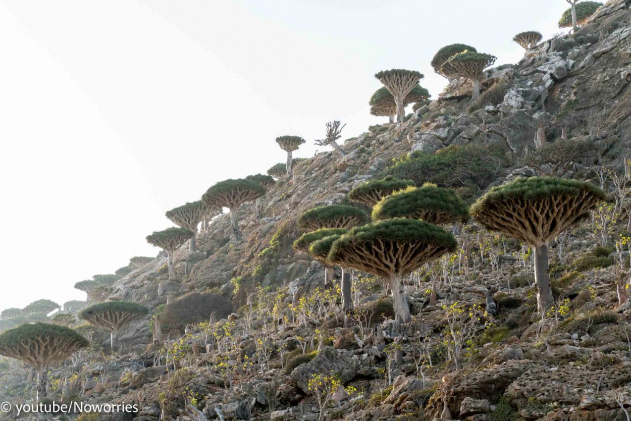 Сокотра Военная база России