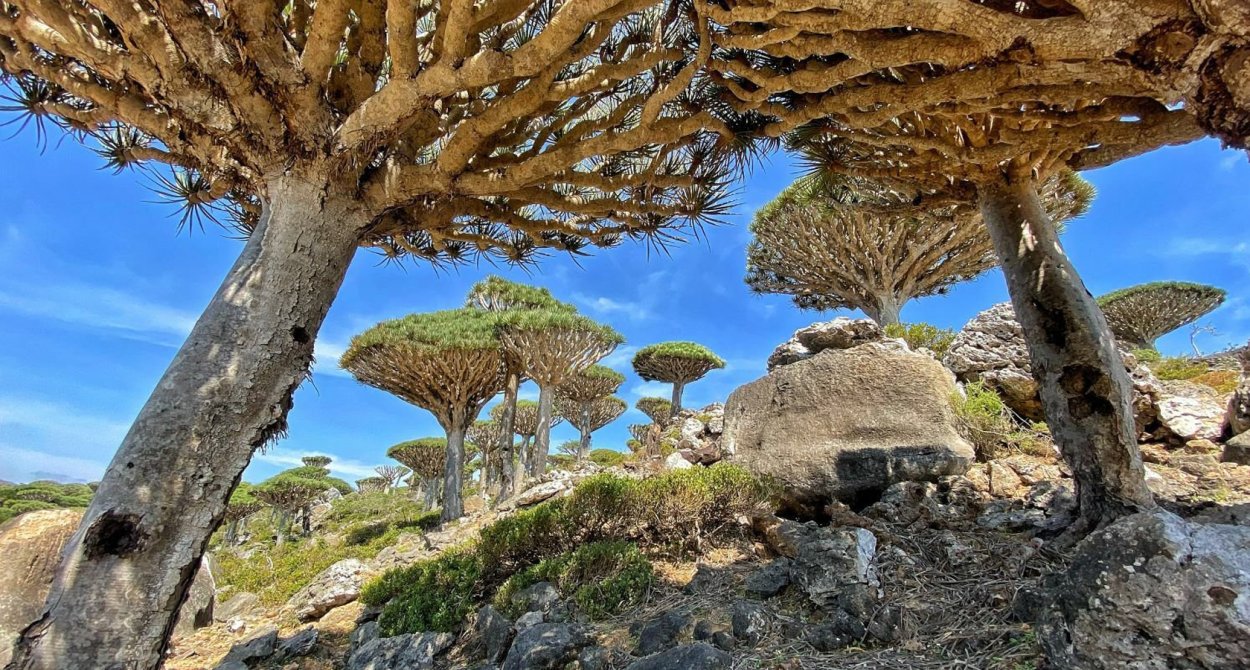 Экспедиция Бальфура Сокорта