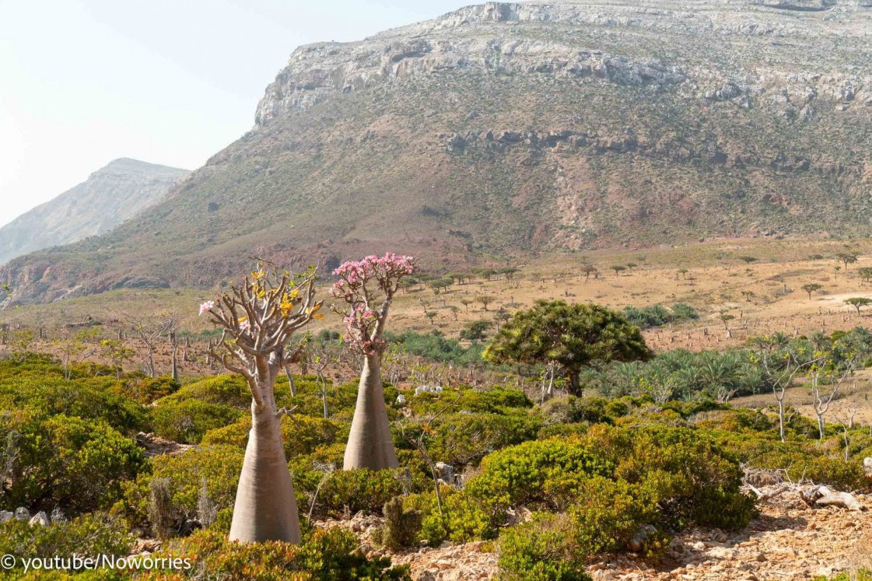 Сокотра национальный парк