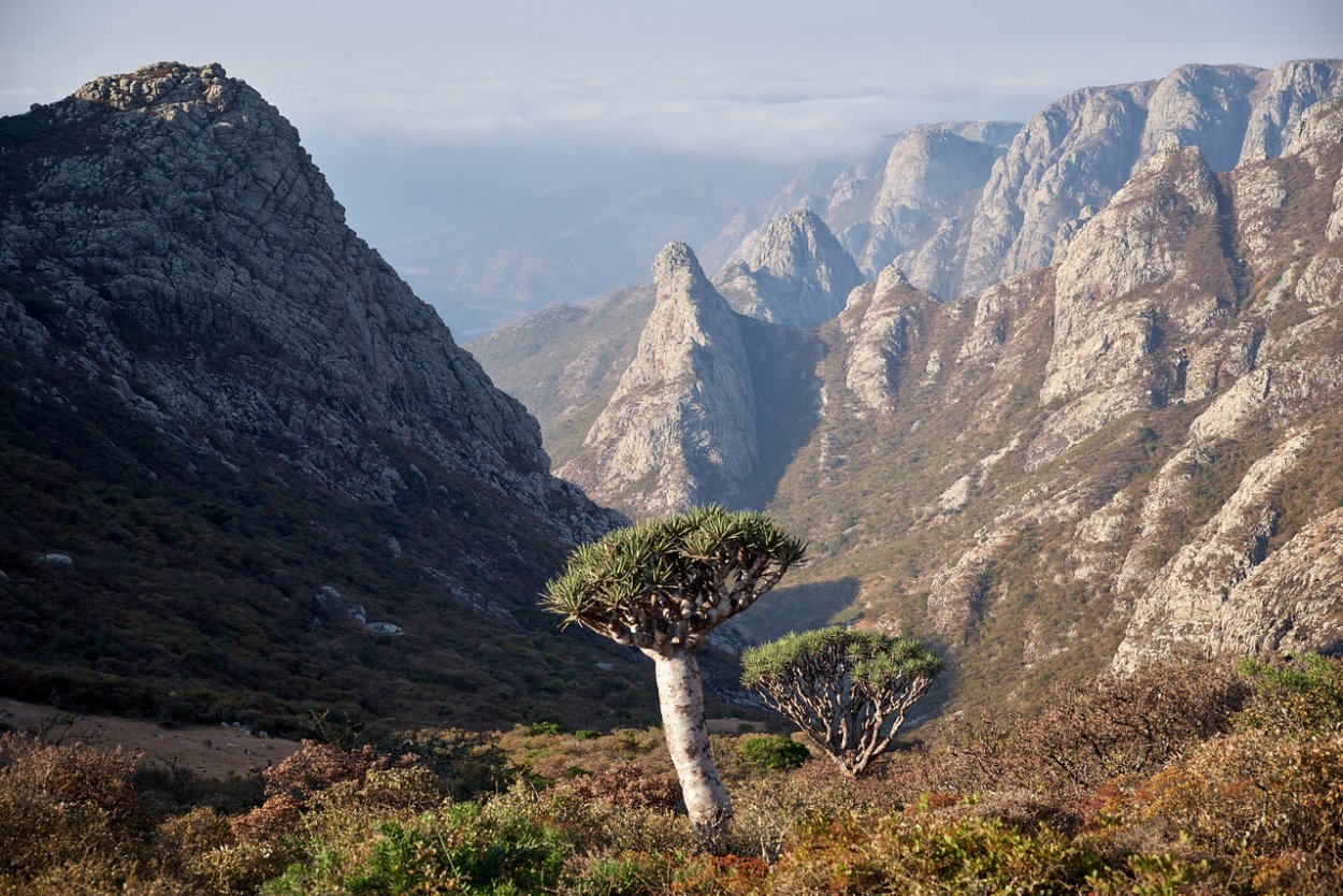 Сокотра Исландия