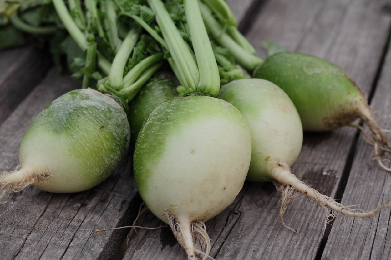 Редька китайская Маргеланская