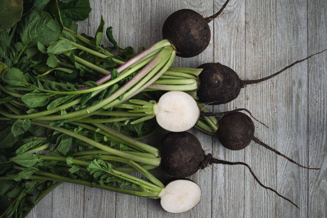 Черная редиска