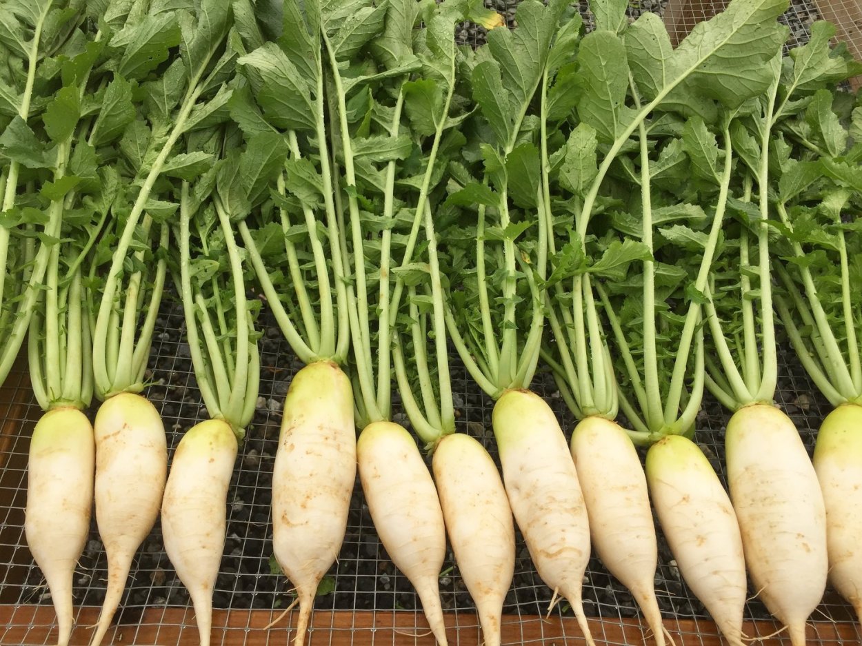 Редька св. дайкон