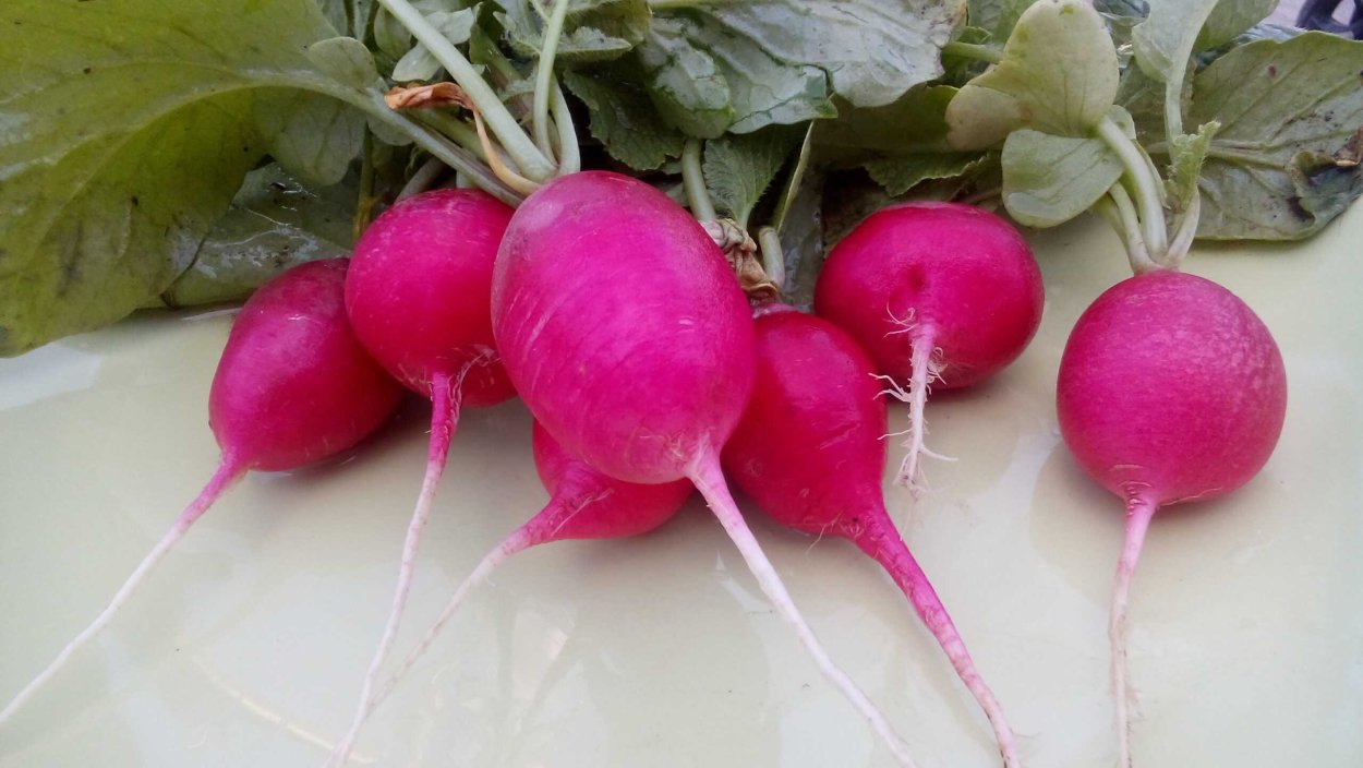 Редис Глобус