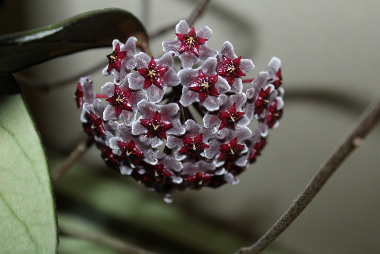 Хойя Пубикаликс ред Баттон