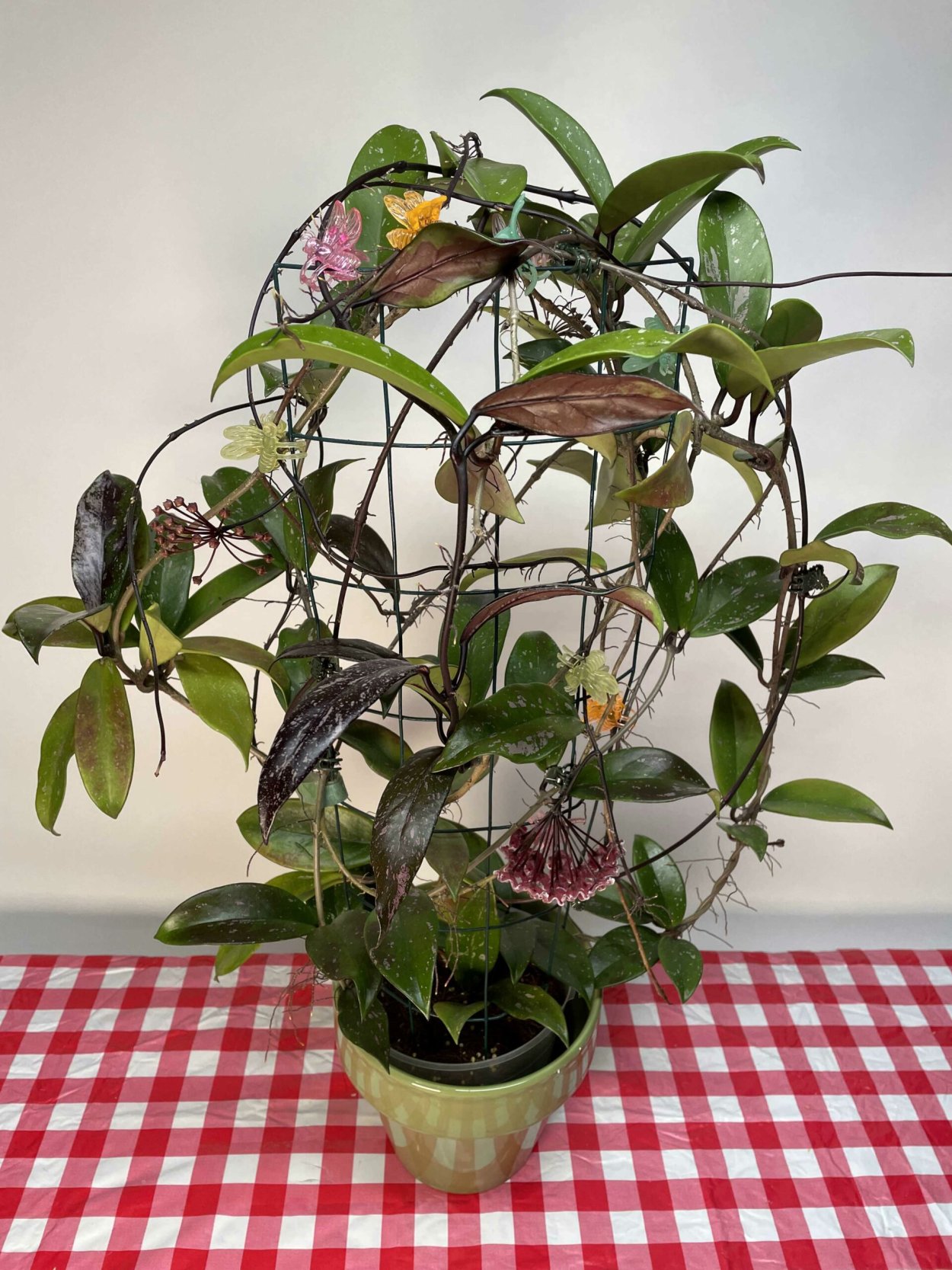 Хойя fungii Merrill