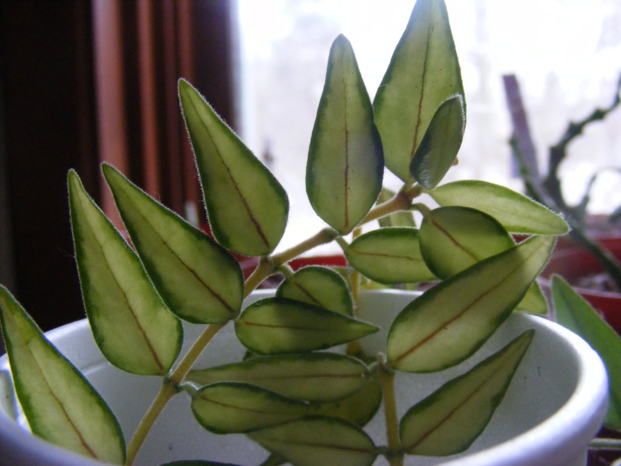 Хойя Белла Альбомаргината