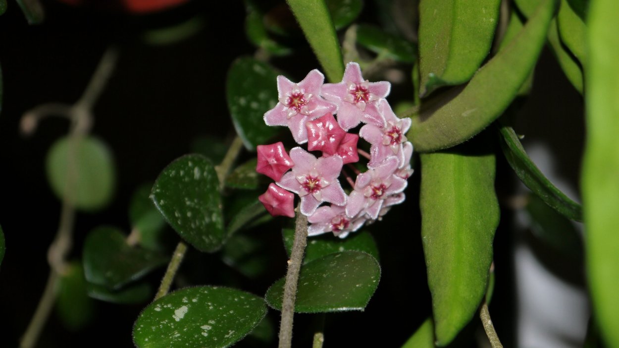 Hoya carnosa Stardust