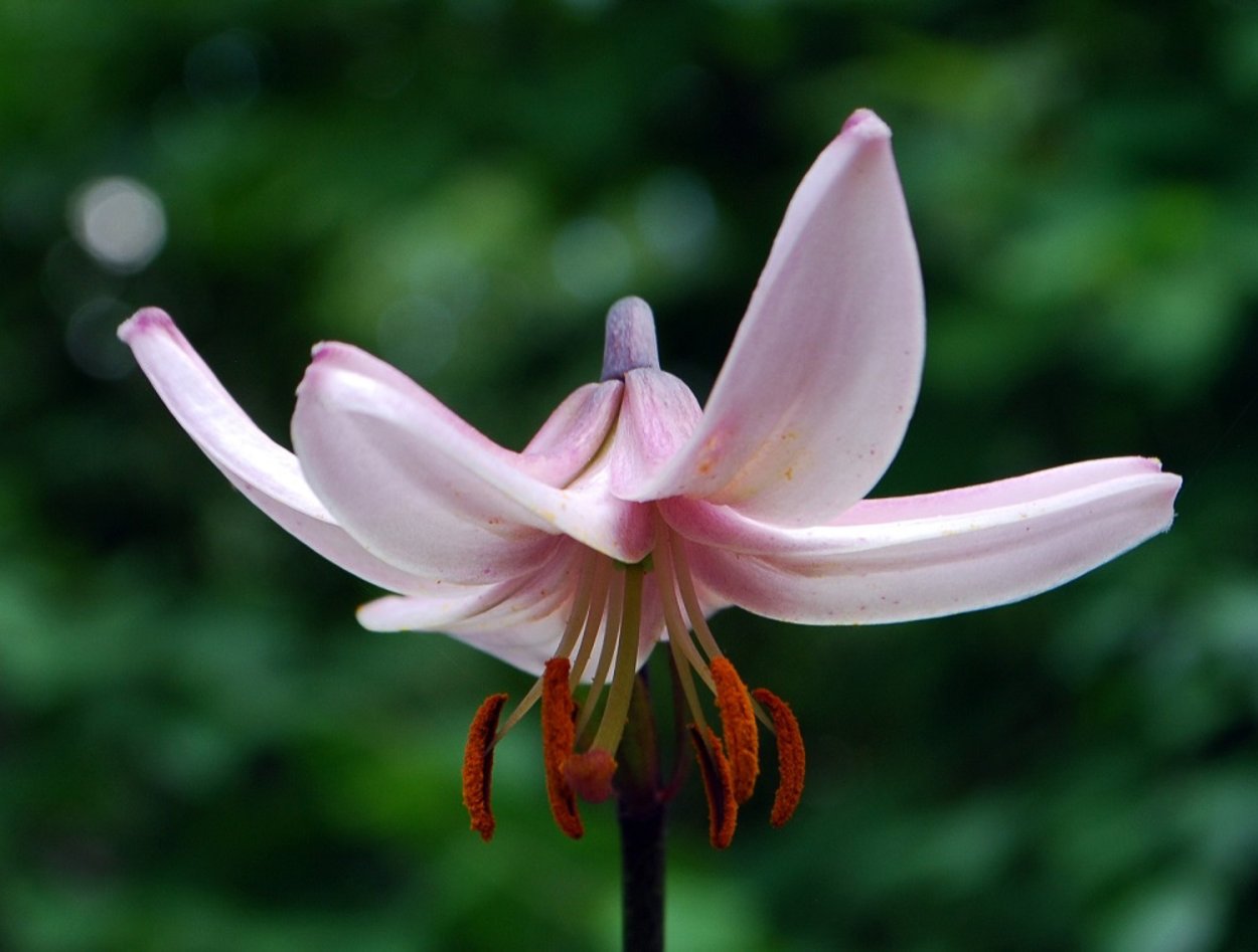 Мартагон Ivorine