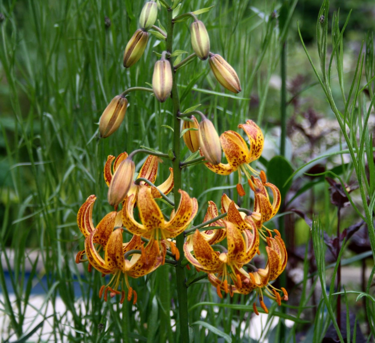 Лилия кудреватая мартагон