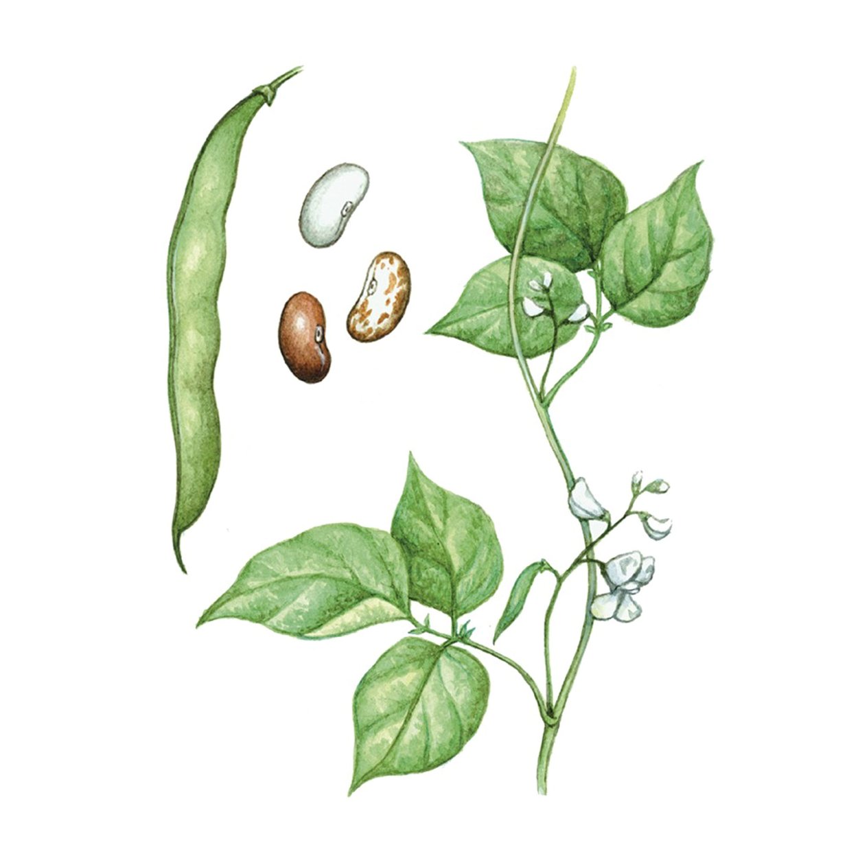 Фасоль обыкновенная Phaseolus vulgaris l.