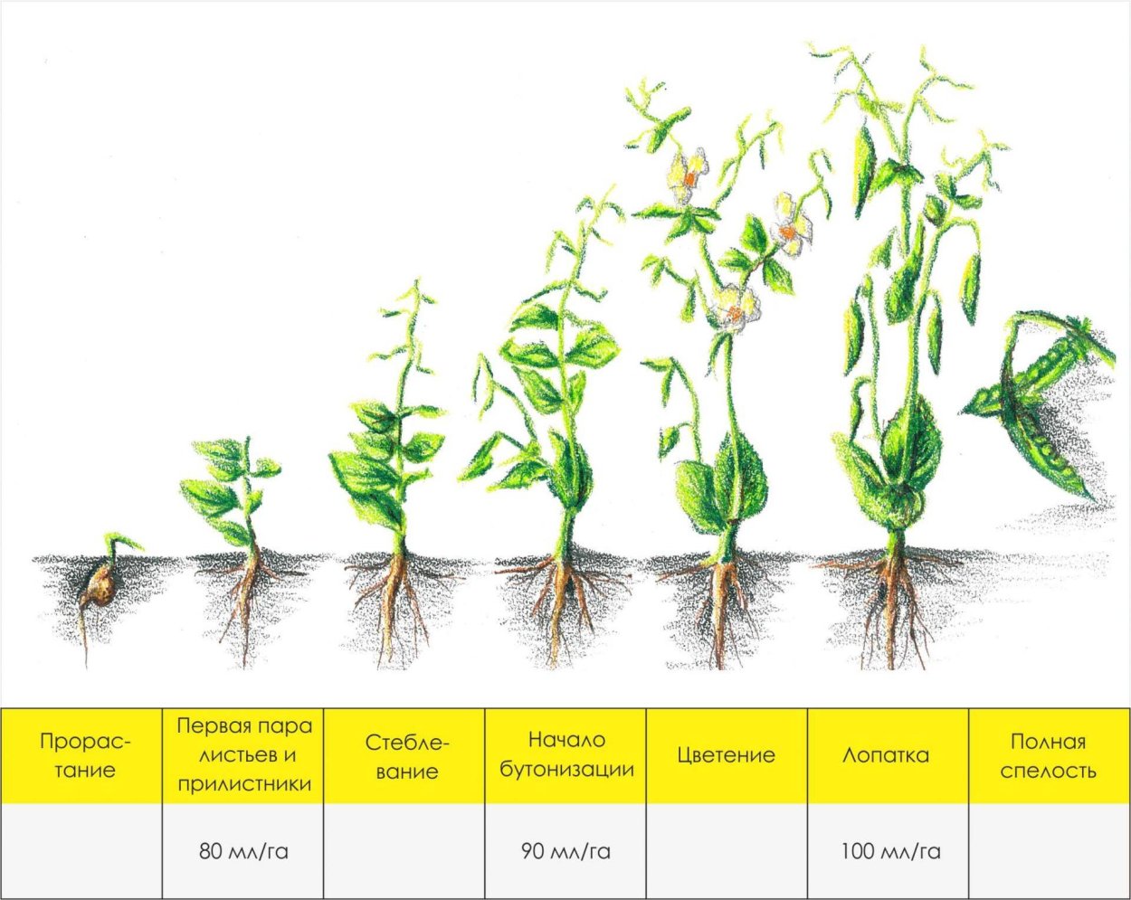 Фазы роста бобовых культур