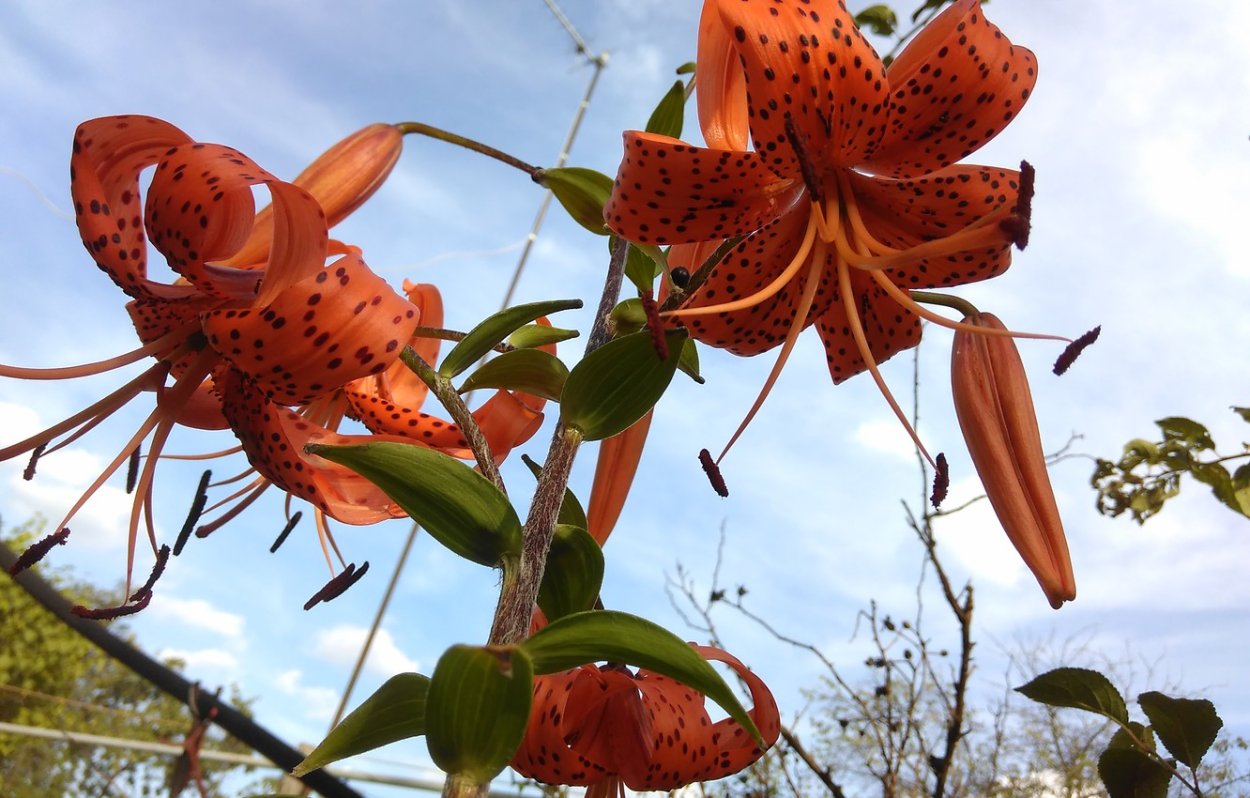 Лилия царские кудри Лилия царские кудри