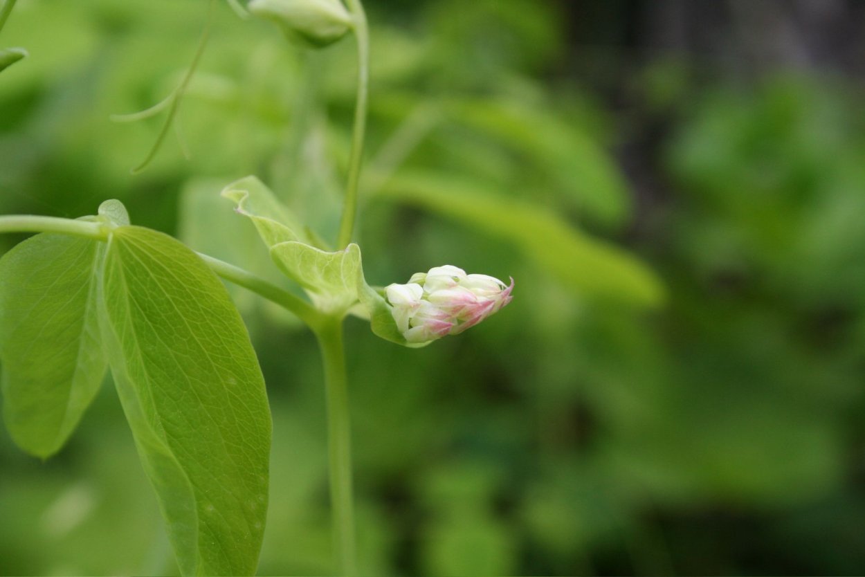 Лист гороха
