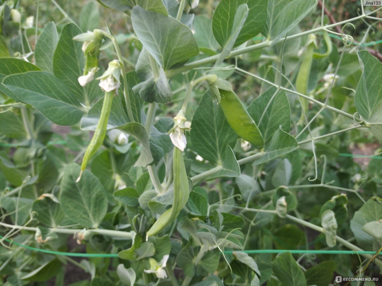 Горох амброзия