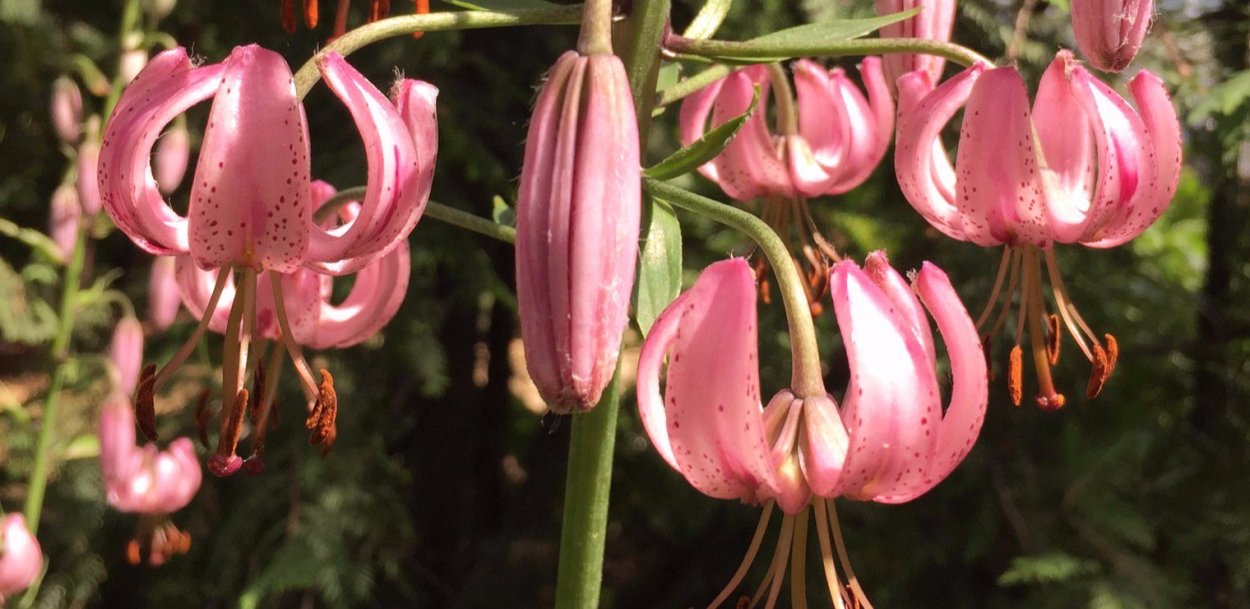 Лилии мартагоны