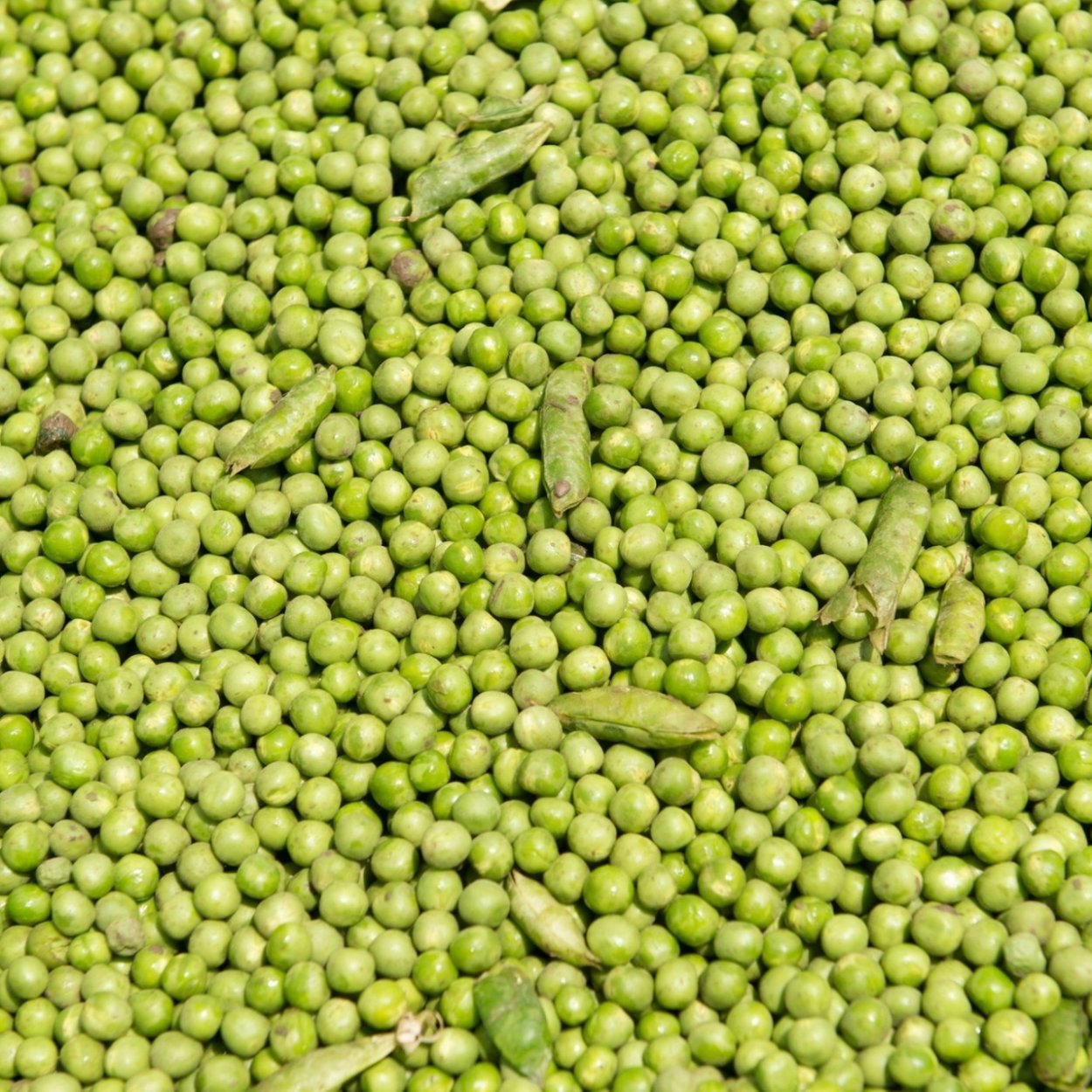 Зеленый горох Мендель