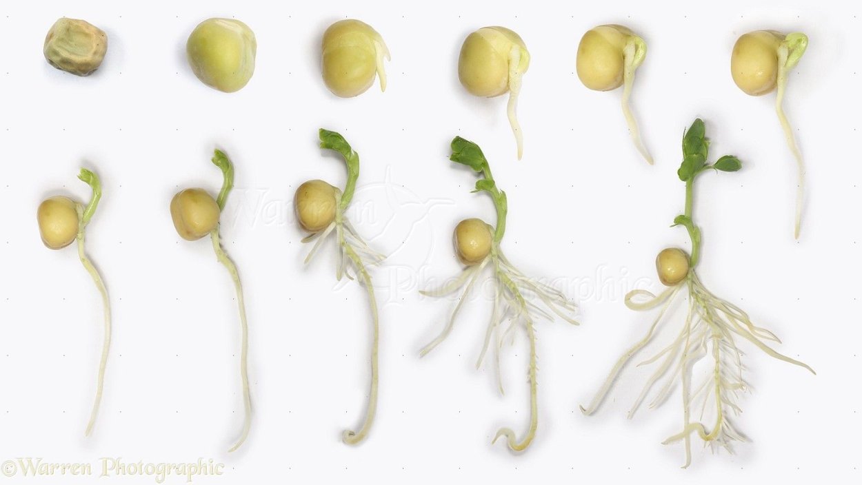 Пророщенные семена гороха