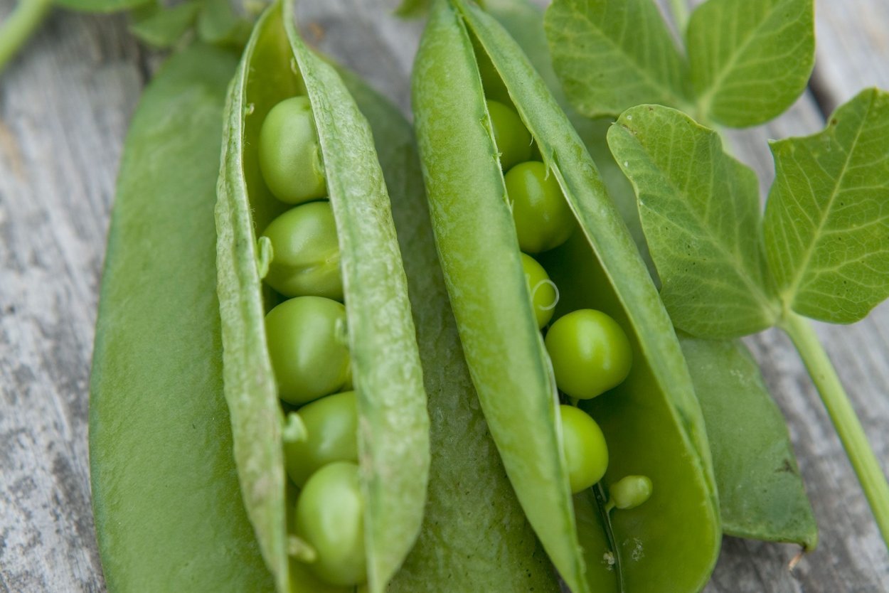 Стебель гороха посевного