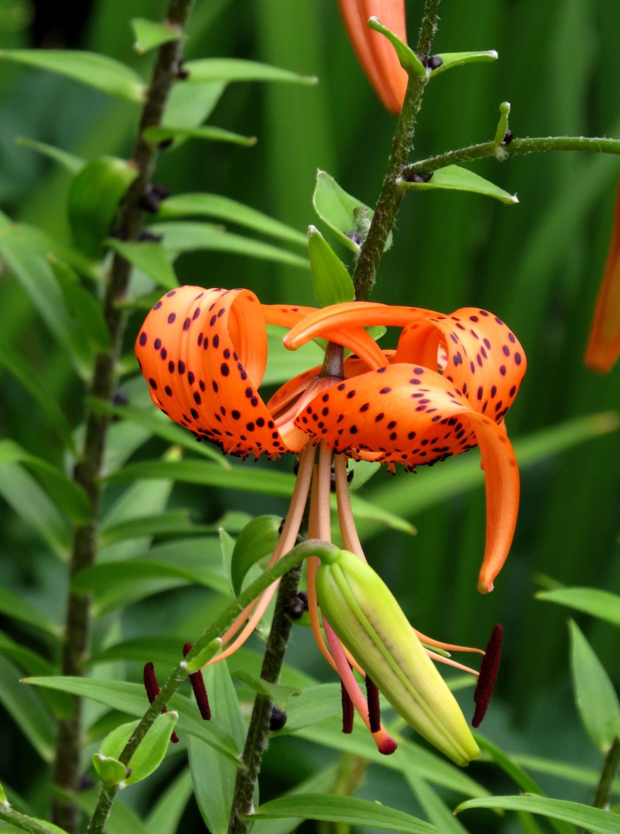 Тигровая Лилия с шариками на конце