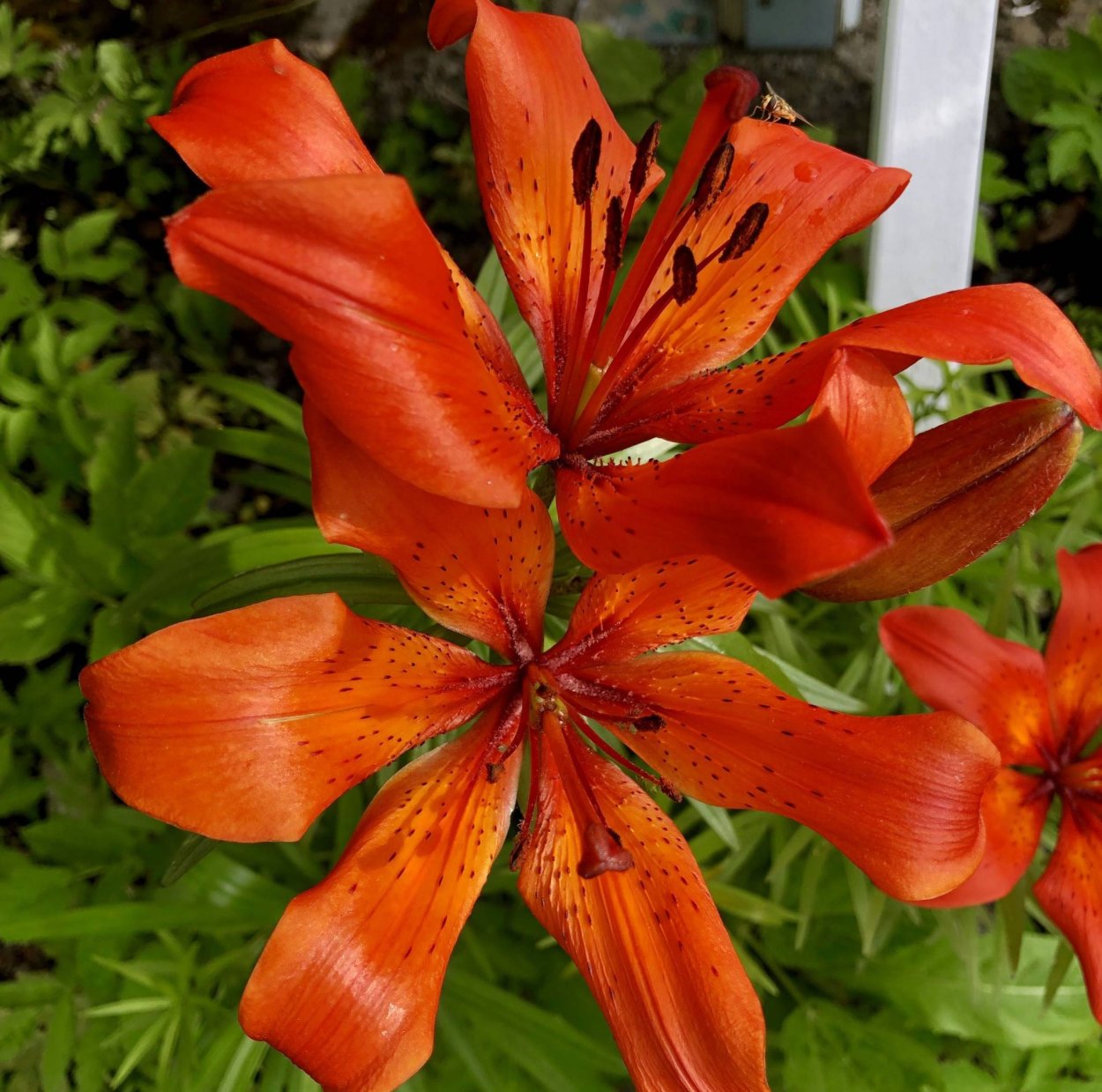 Лилия сорт Марракеш