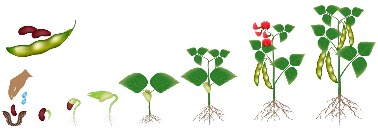 Цикл роста фасоли