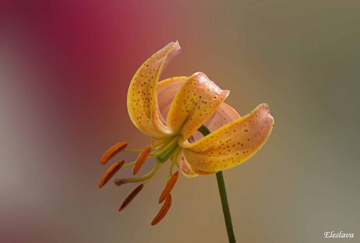 Лилия царские кудри